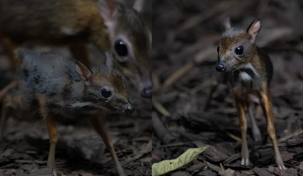 Warszawa: w zoo urodził się myszojeleń, zagrożony wyginięciem najmniejszy przeżuwacz świata