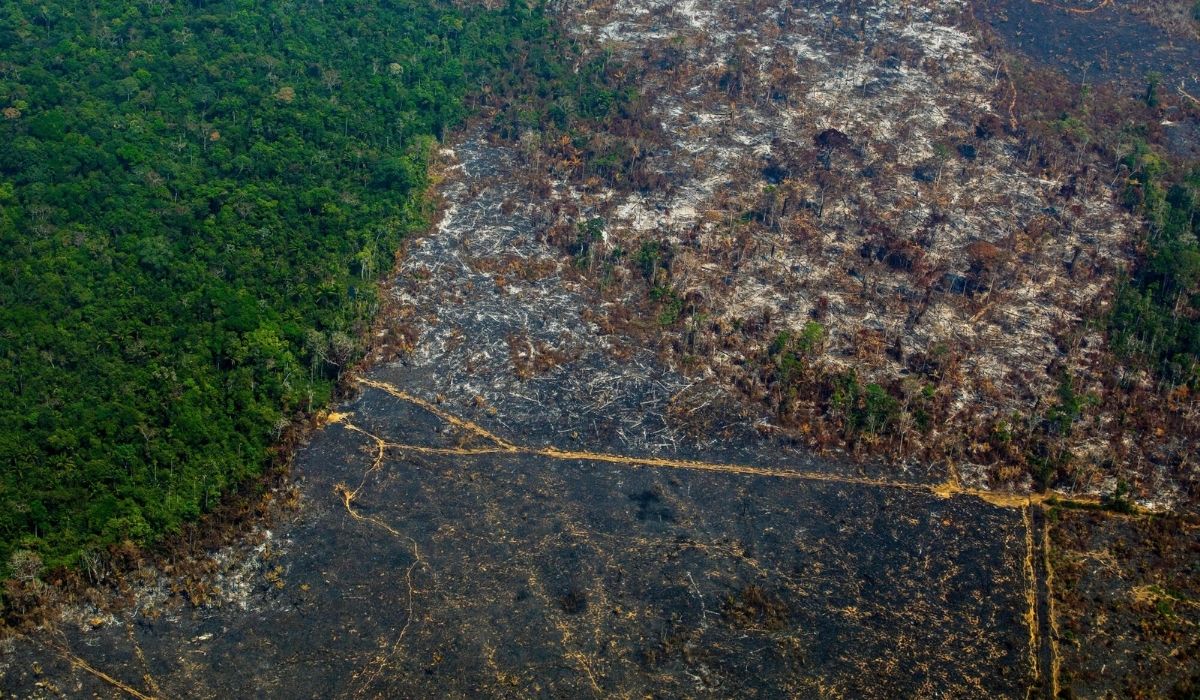 Pod rządami Bolsonaro wylesianie idzie na ostro, w ciągu roku zniknął las o powierzchni Jamajki