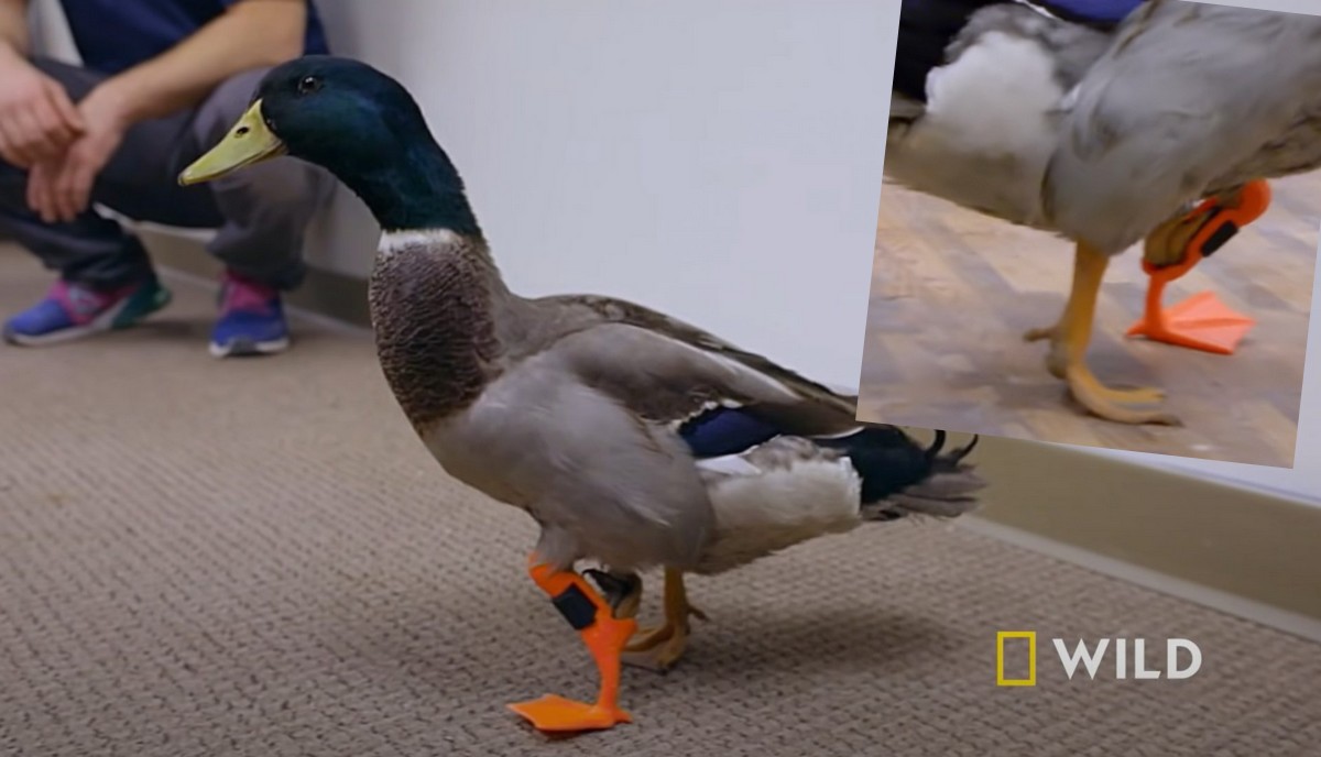 Może chcesz zobaczyć kaczuchę, która pierwszy raz chodziła dzięki nodze z drukarki 3D