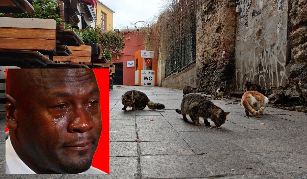 W Aleksandrowie Łódzkim będzie okno życia, ale dla zwierząt, żeby nie były porzucane np. przy drodze