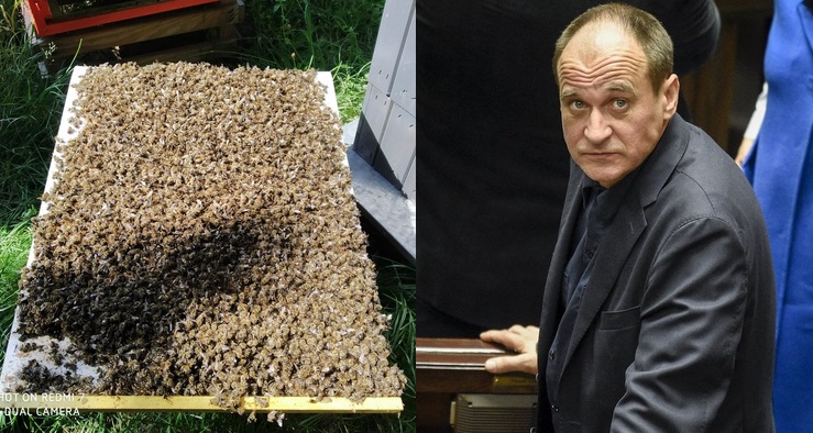 Paweł Kukiz stracił 40 tysięcy pszczół. Twierdzi, że zabił je oprysk na komary