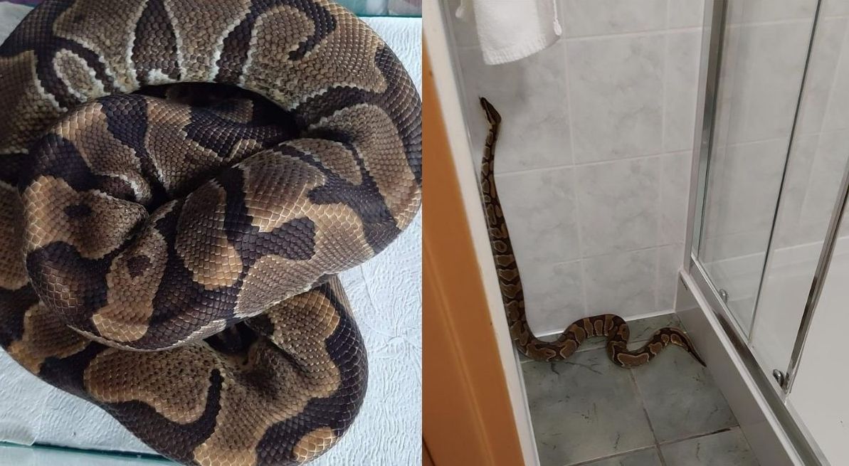 Poznań, ktoś zapomniał zabrać pytona z hotelu i słodziak zamieszkał sobie w toalecie