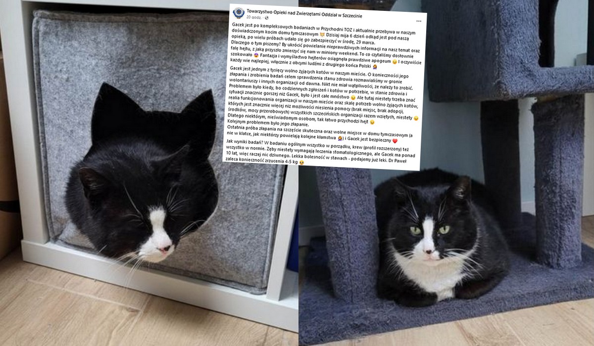 Szczecin: gwiazda miasta, Gacek, trafił do weterynarza i wygląda na to, że musi zrzucić parę kilo