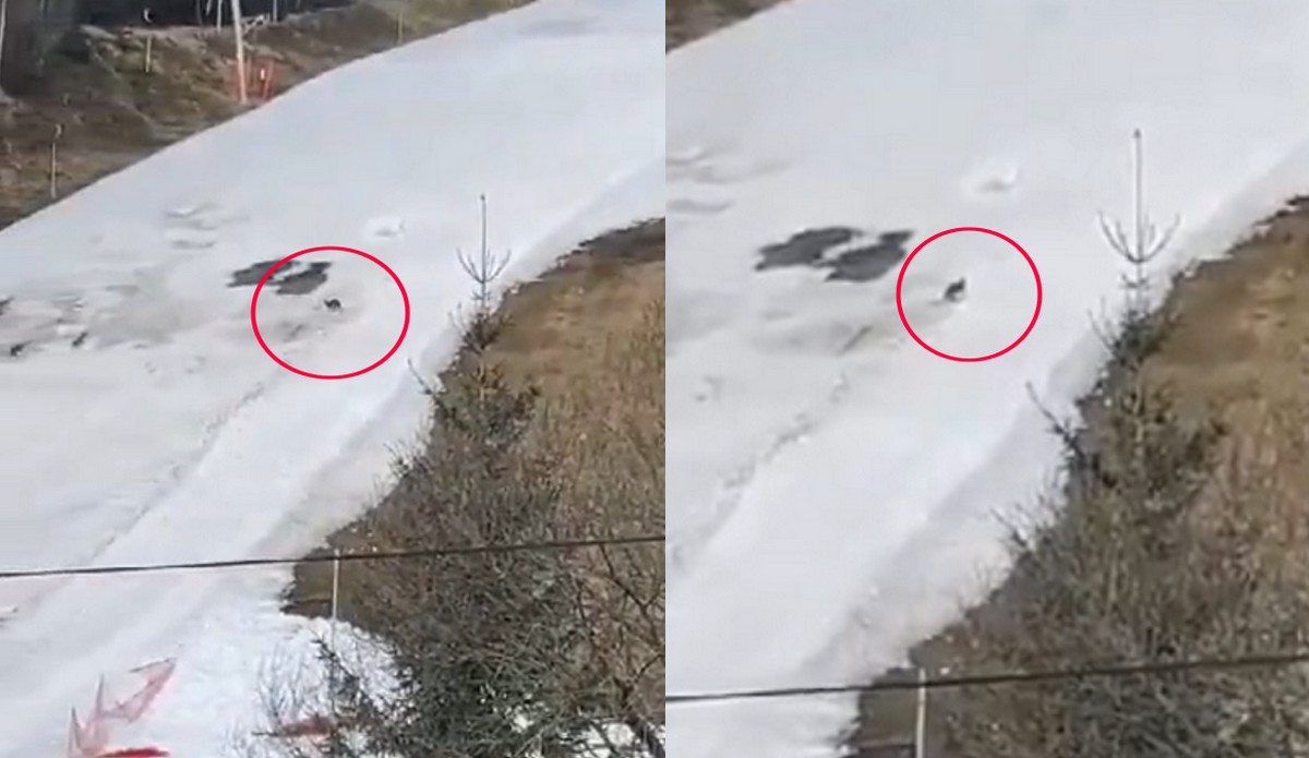 Słowacja: po Tatrach skakał sobie kangur i nikt nie wie co tam robił