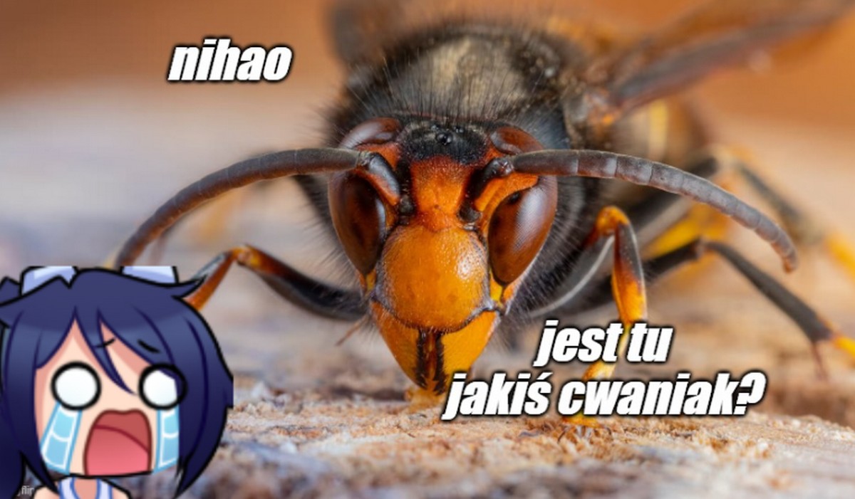Azjatyckie szerszenie dotarły do Wielkiej Brytanii i chyba tam się zadomowią