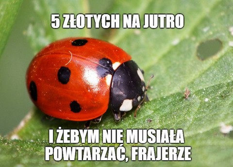 Inwazja biedronek azjatyckich w Polsce