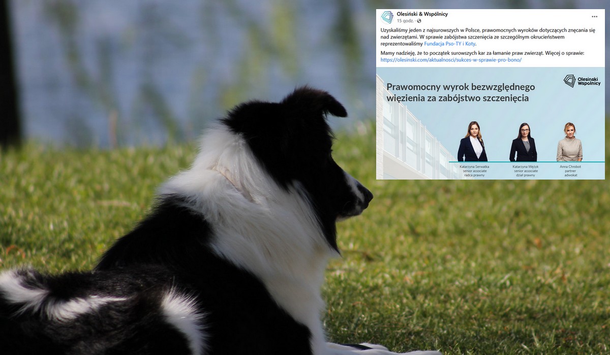 Zapadł jeden z najsurowszych wyroków w Polsce za zabicie szczenięcia z okrucieństwem: ponad rok odsiadki