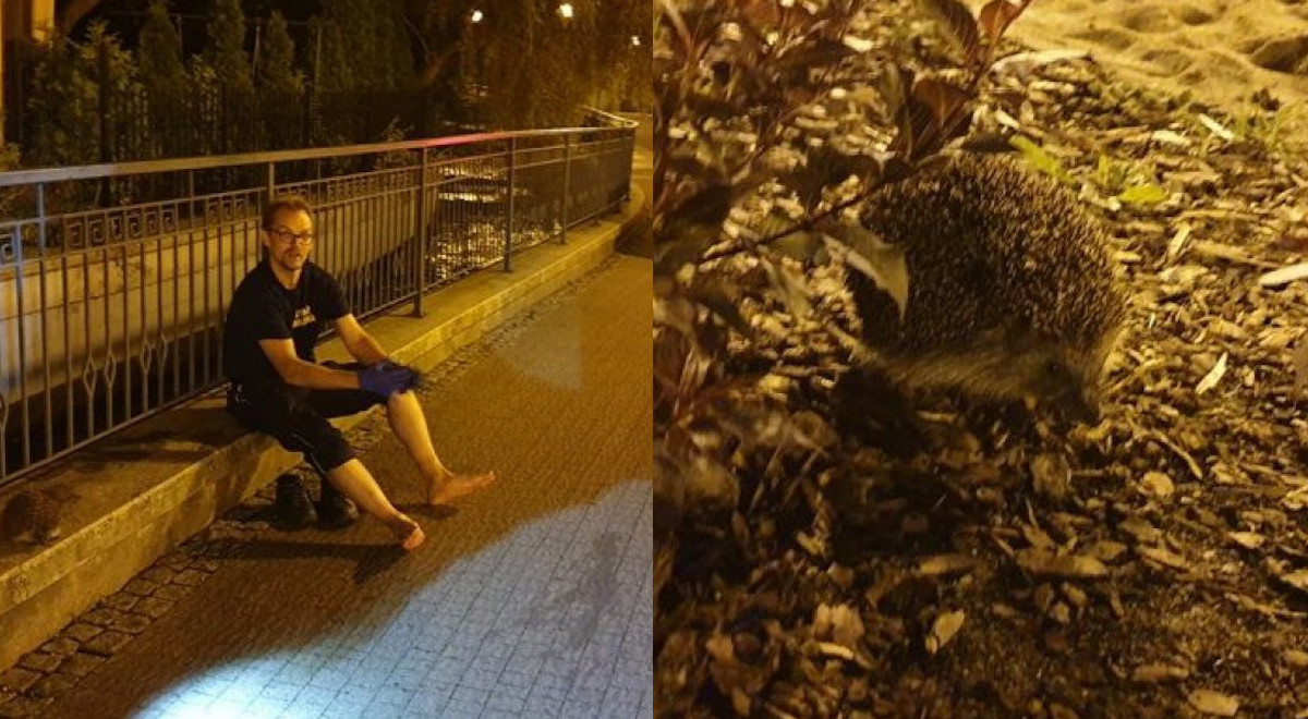 Wejherowo: straż miejska uratowała jeża z rzeki, po czym jeż potuptał dalej. Dokąd? Tego nie wie nikt