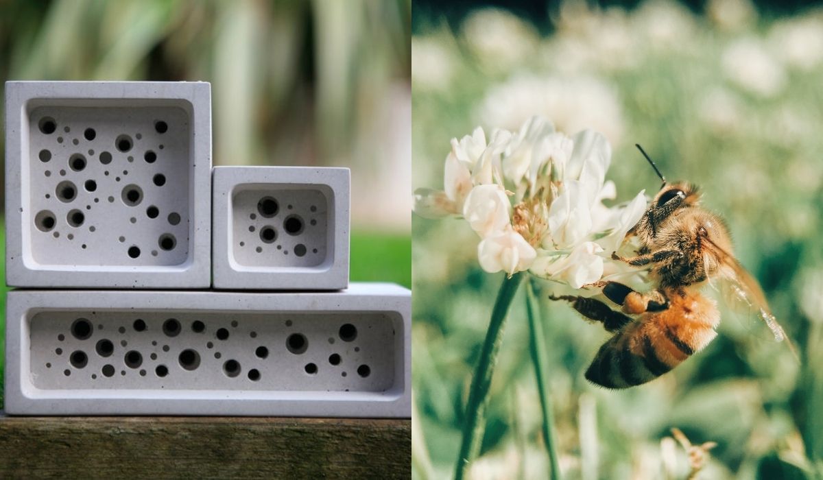 Brighton: domy muszą być budowane tak, żeby jednocześnie w ścianach mogły żyć sobie pszczoły