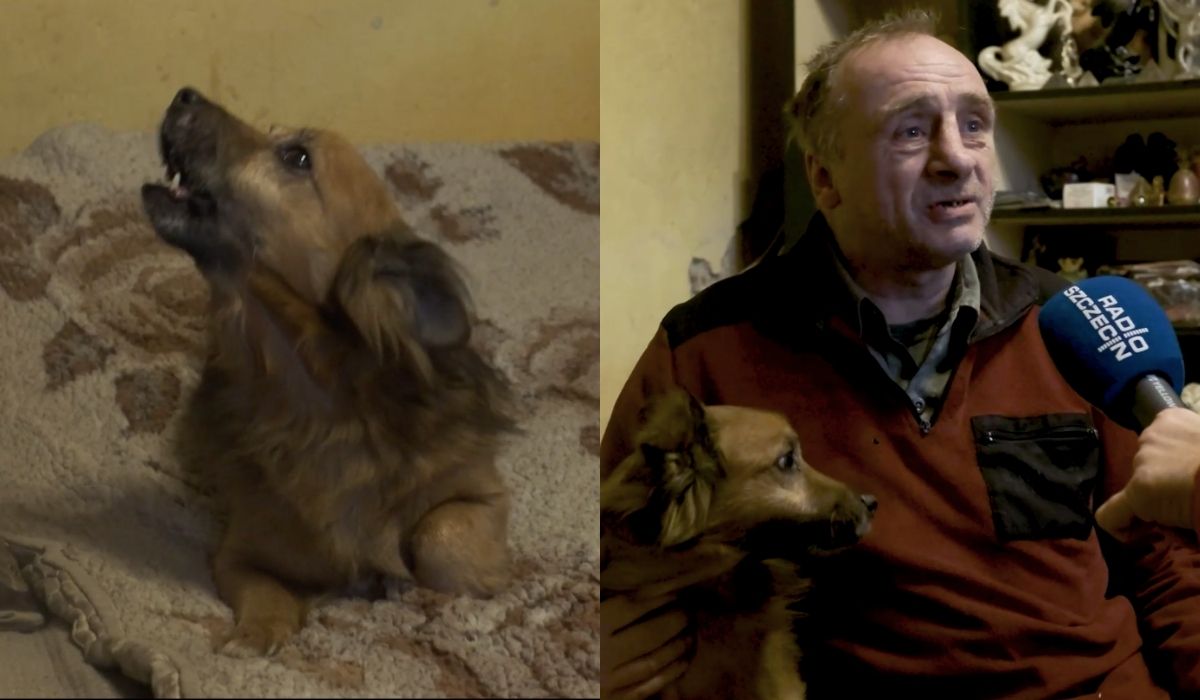 Maszewo: 11-letni pies Amiś został lokalnym celebrytą, kundelek potrafi śpiewać na zawołanie 