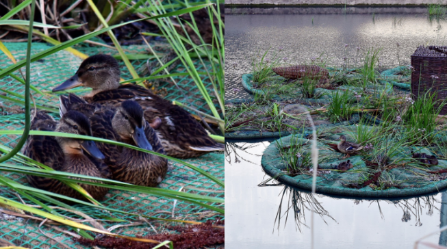 Poznań eksperymentuje z pływającymi ogrodami, kaczki wyraziły aprobatę