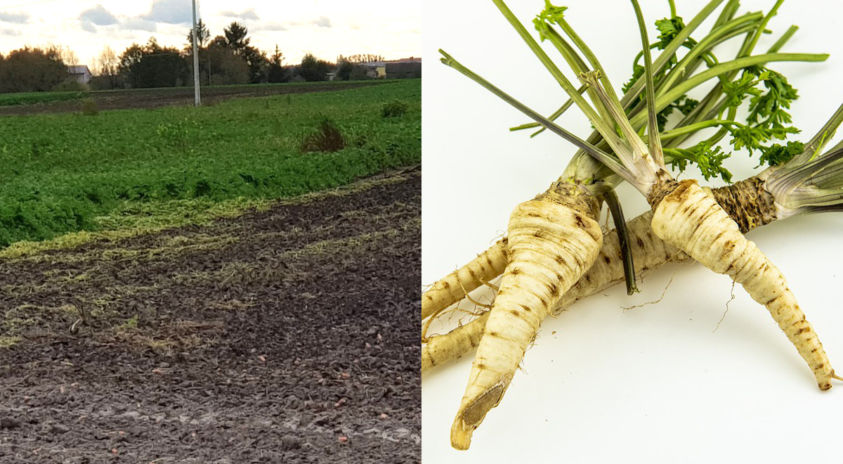 Kryminalny Hrubieszów: pogranicznicy namierzyli złodziei pietruszki dzięki kamerze termowizyjnej