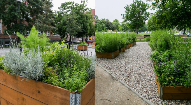 Gdańsk: w centrum miasta stanęły skrzynie z ziołami dla mieszkańców