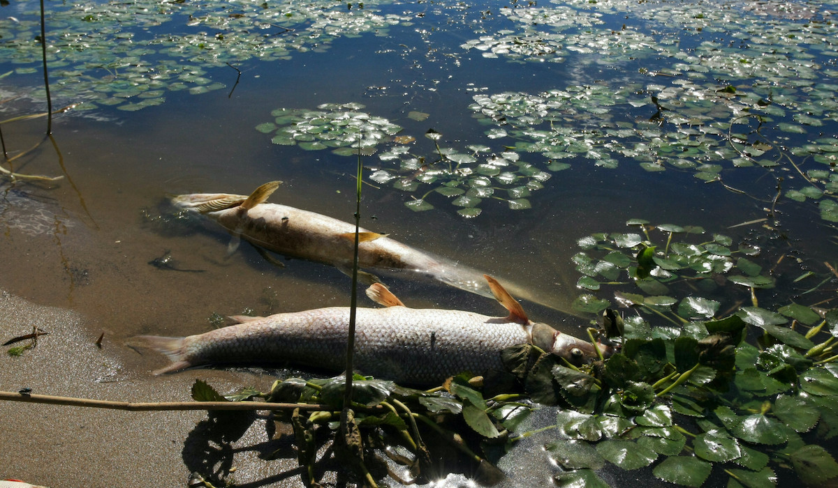 Minister środowiska podsumowuje śledztwo: za zatrucie Odry odpowiada Matka Natura