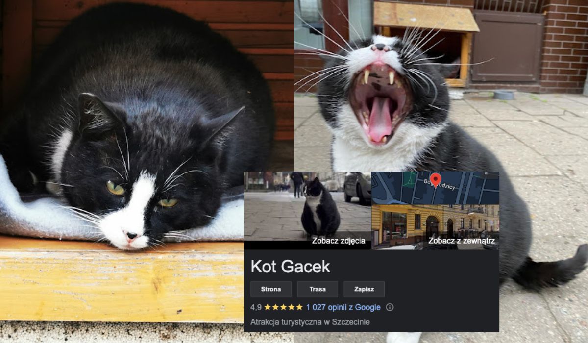 Szczecin: kot Gacek wygrał według internautów jako atrakcja turystyczna, pokonał filharmonię i Wały Chrobrego