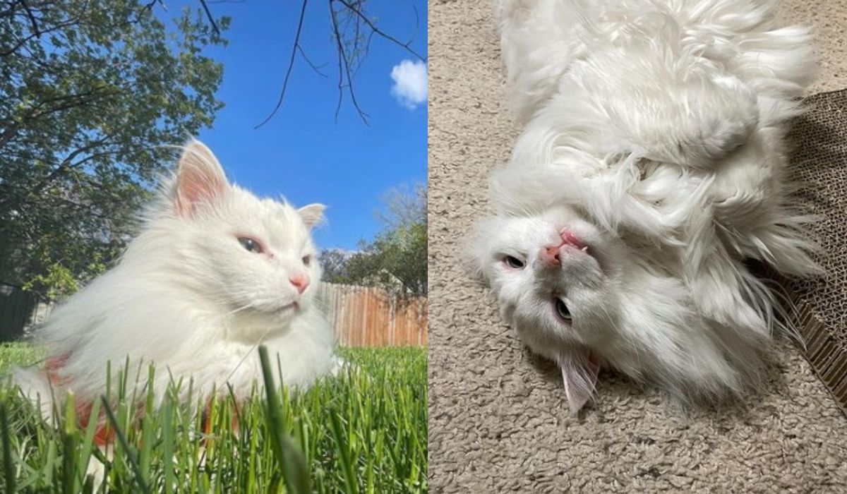 Pan Waffles, kot znany z memów, odszedł tam, gdzie nic nie boli i nie trzeba miauczeć