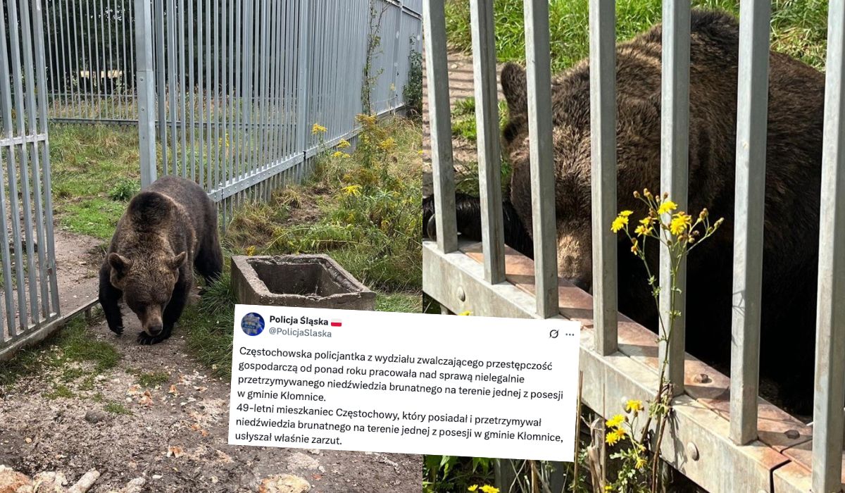 Częstochowa: policja docisnęła 49-latka, który nielegalnie przetrzymywał niedźwiedzia w ogródku, zwierzę trafiło do zoo