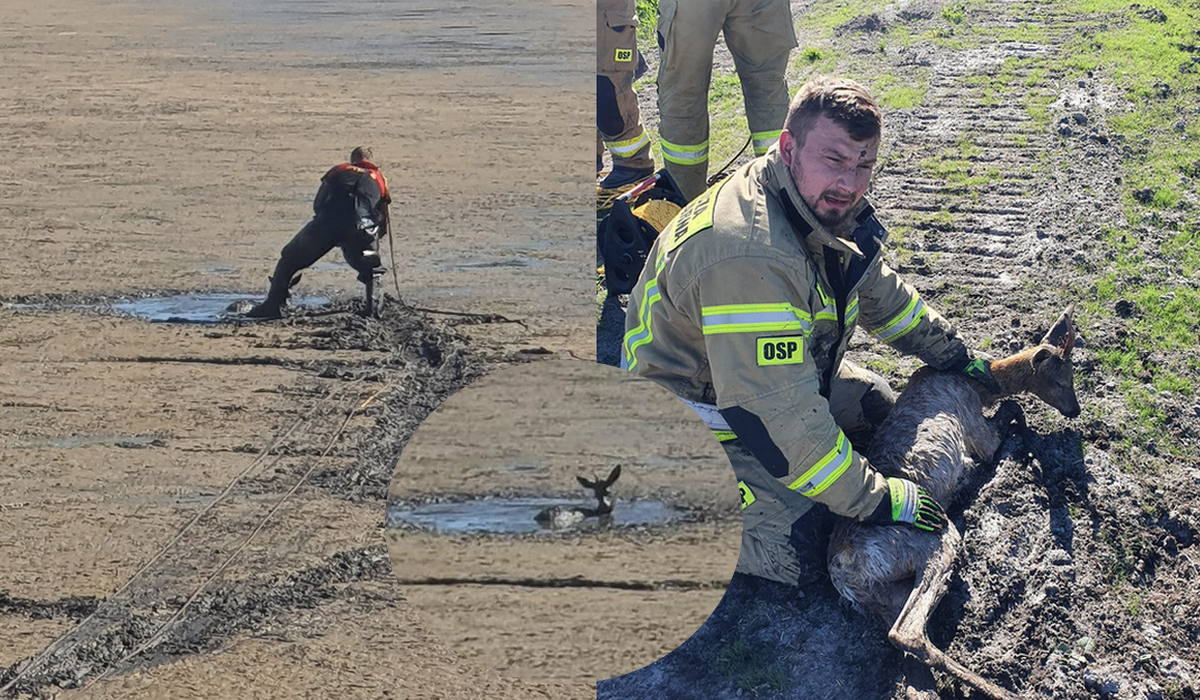 Żulin: koziołek tonął w błocie, strażacy uratowali go kładąc deski
