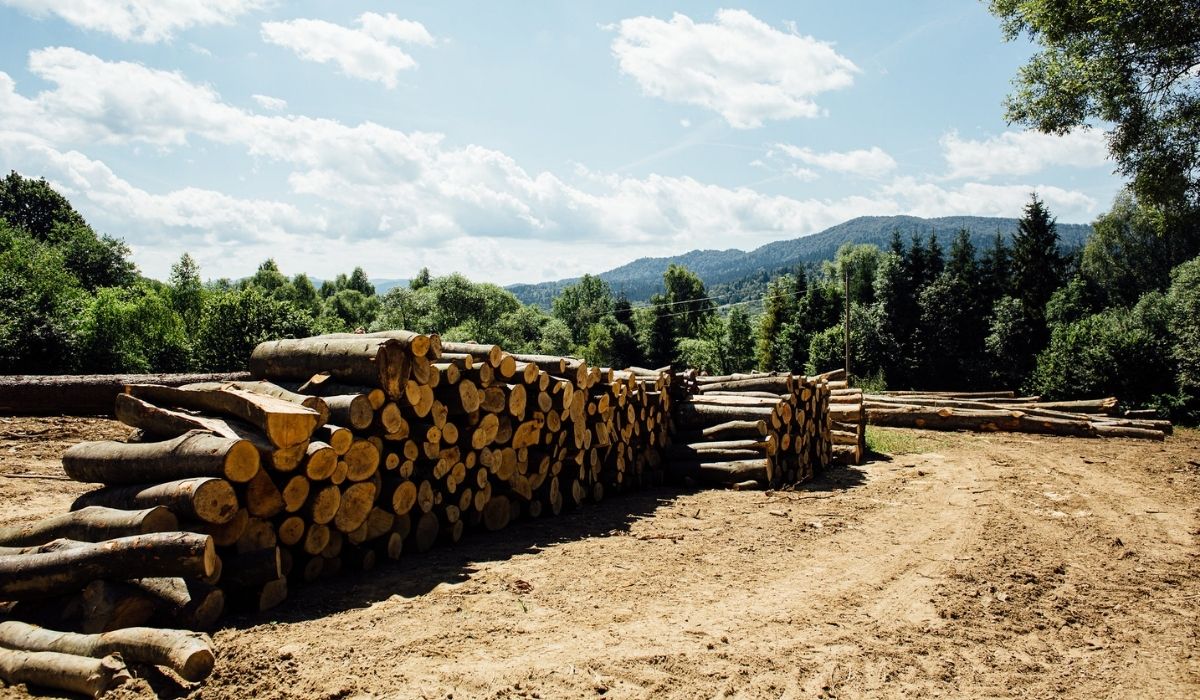 Eksperci PAN apelują do rządu, aby Lasy Państwowe przystopowały z wycinką w Puszczy Karpackiej 