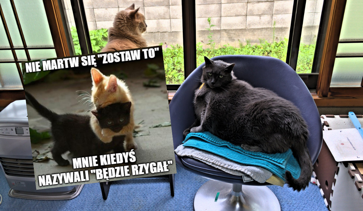 Naukowcy byli tak mili i sprawdzili: koty mieszkające razem rozróżniają imiona i znają się nawzajem po imieniu