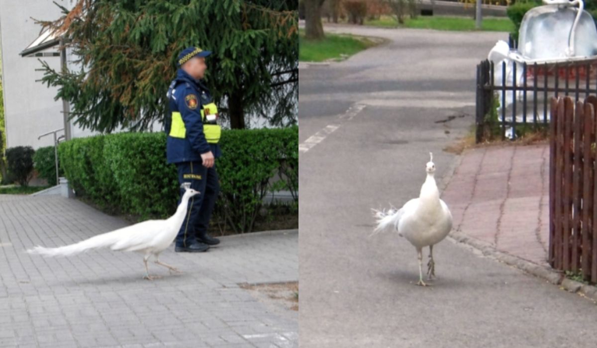 Warszawa: paw-uciekinier nie zagraża już lokalnej społeczności i został eskortowany z powrotem do Łazienek Królewskich