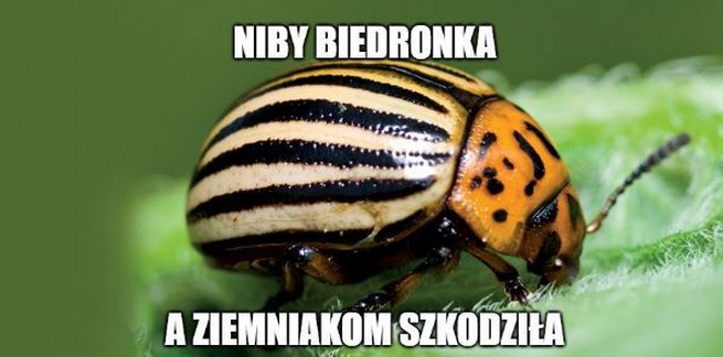 Biedronka się nawróciła i zamierza sprzedawać już tylko polskie ziemniaki
