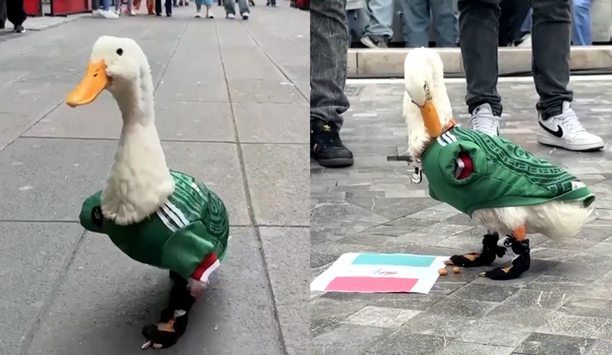 Kaczor-kibic stał się nieoficjalną maskotką mundialu