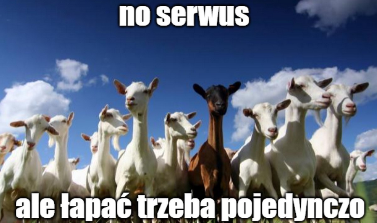 Włochy: jedna z wysp rozdaje darmowe kozy, bo strasznie dużo ich się namnożyło