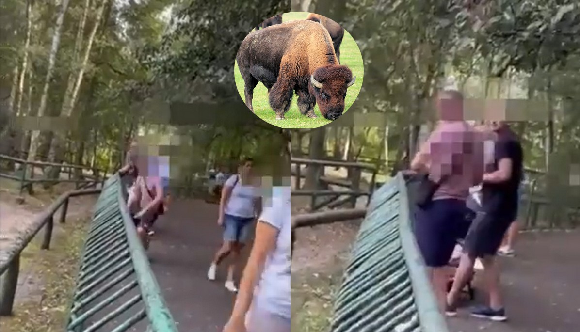 Poznań: nagrano panów, którzy rzucali kamieniami w bizony, bo "nic nie robiły"