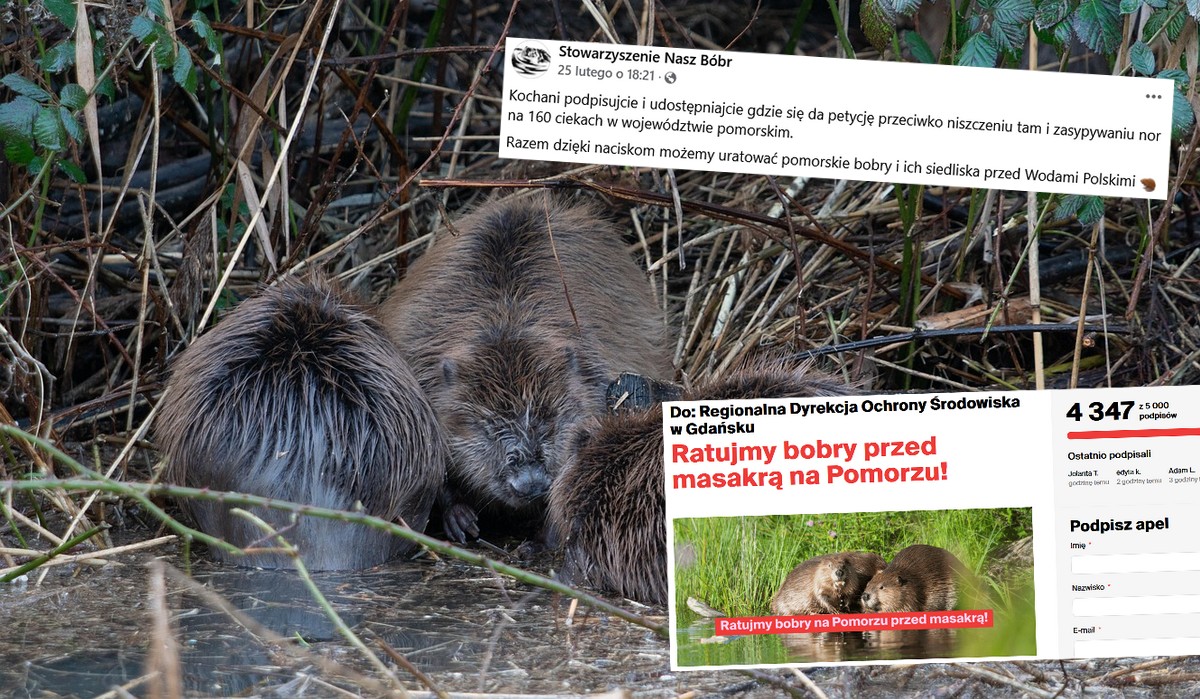 Pomorskie: powstała petycja przeciwko niszczeniu bobrzych tam i zasypywaniu nor na 160 ciekach