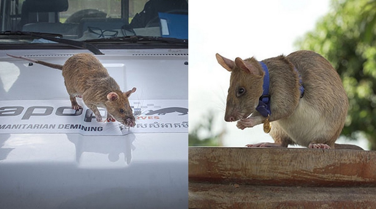 Kambodża: szczur do wykrywania min dostał medal za odwagę i poświęcenie