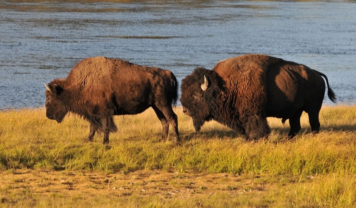Bizony amerykańskie przemierzają śląskie prerie, grozi im odstrzał