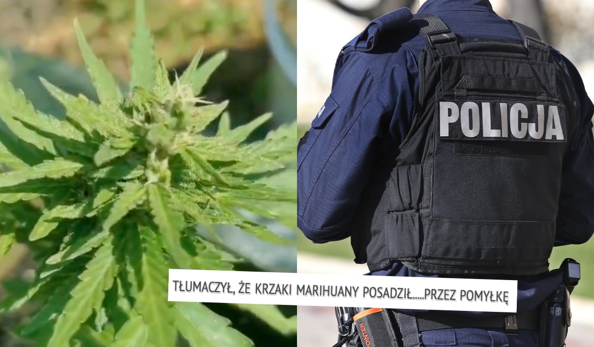 Policja zgarnęła gościa hodującego marihuanę na działce, tłumaczył, że posadził ją przez przypadek