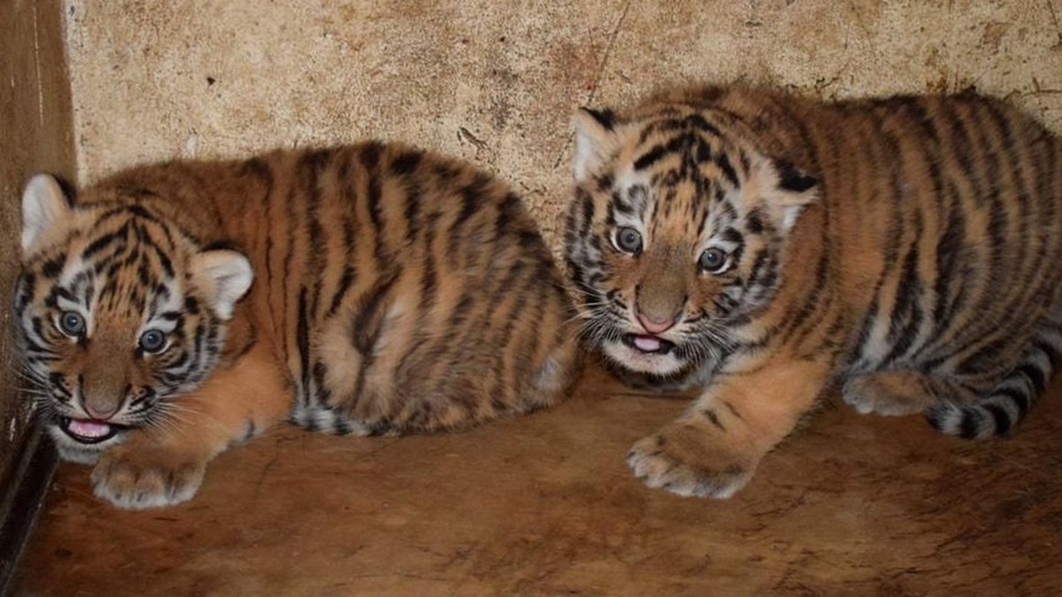 Płock: może chcesz zobaczyć dwa małe tygryski syberyjskie