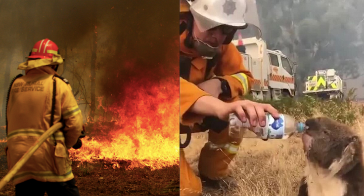 Prawie pół miliarda zwierząt zginęło w pożarach w Australii