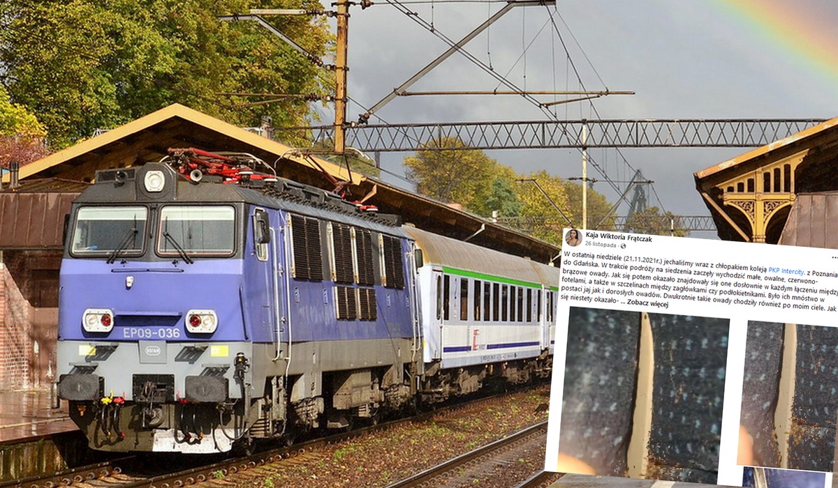 Wiceminister infrastruktury obiecuje, że PKP zajmie się robalami w pociągach