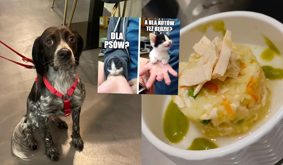 Włochy: powstała restauracja dla psów i ich właścicieli, z osobną kuchnią i osobnym menu