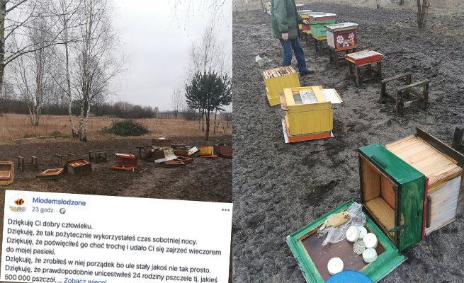 Grabów nad Pilicą: ktoś zniszczył całą pasiekę, ucierpiało pół miliona pszczół