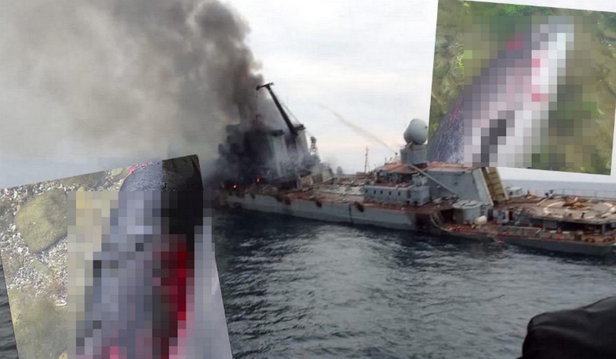 Ukraina: znaleziono ponad 100 martwych delfinów, które zginęły wskutek działań wojennych