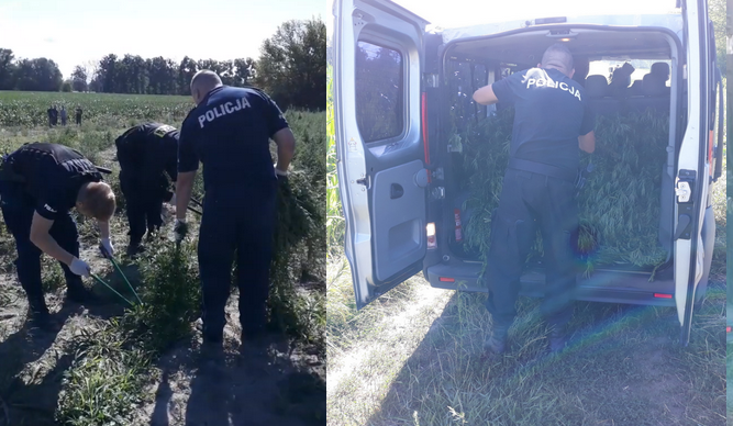 Policja odkryła plantację marihuany, biedni funkcjonariusze dwa dni musieli ręcznie zrywać zielsko