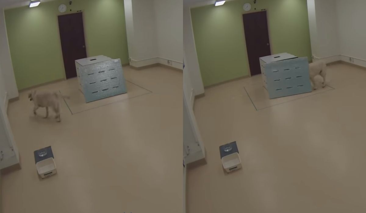 Pieski w sytuacji zagrożenia chcą ratować swoich właścicieli, tylko nie mają pojęcia, jak to zrobić