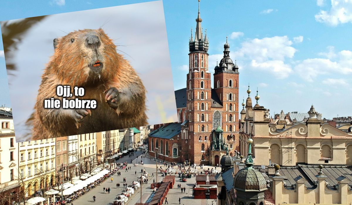 Kraków: deweloper chce wybudować sobie bloki na terenie zamieszkanym przez bobry