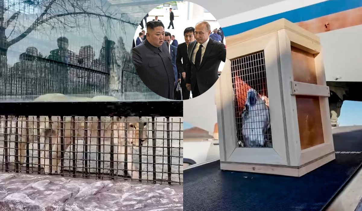 Rosja wysłała Korei Północnej 70 zwierząt do zoo, w tym lwa i niedźwiedzie