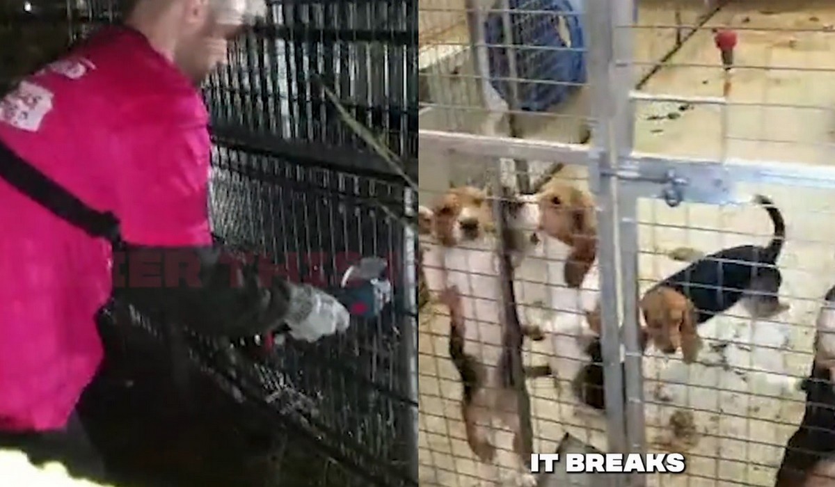 Aktywiści z Animal Rebelion włamali się do hodowli i zabrali 18 szczeniaków przeznaczonych do testów