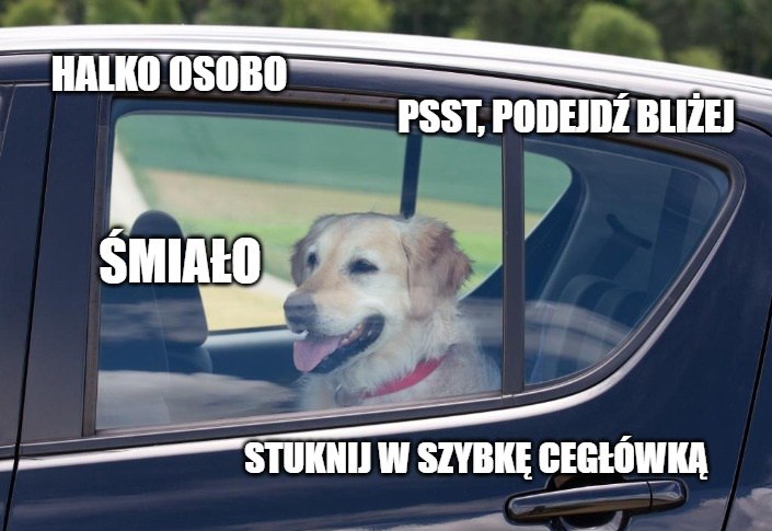 Przypominajka: jeżeli ktoś zostawi psa w upale w samochodzie, można legalnie zbić szybę