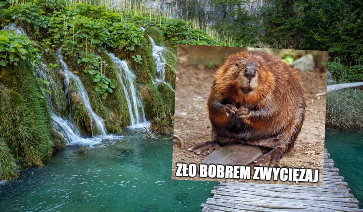 Chorwacja zmaga się z nadmiarem bobrów i nie bardzo wiedzą co z nimi zrobić