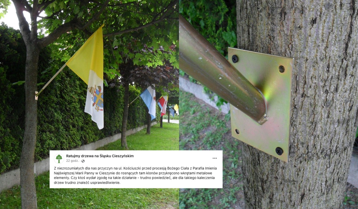 Cieszyn: uszkodzono drzewa, żeby udekorować trasę procesji, ksiądz komentuje, że żałuje