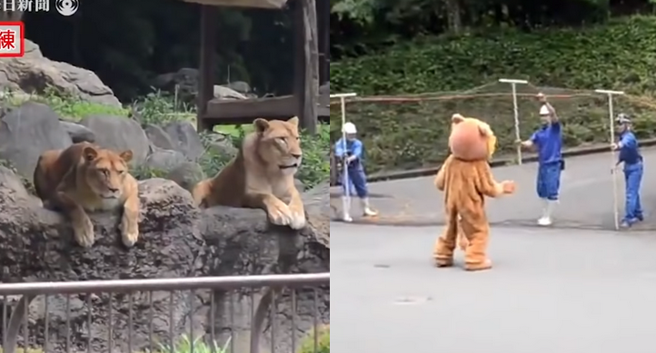 Japonia: pracownicy ZOO przeprowadzili symulację ucieczki lwa, lwy były zaskoczone