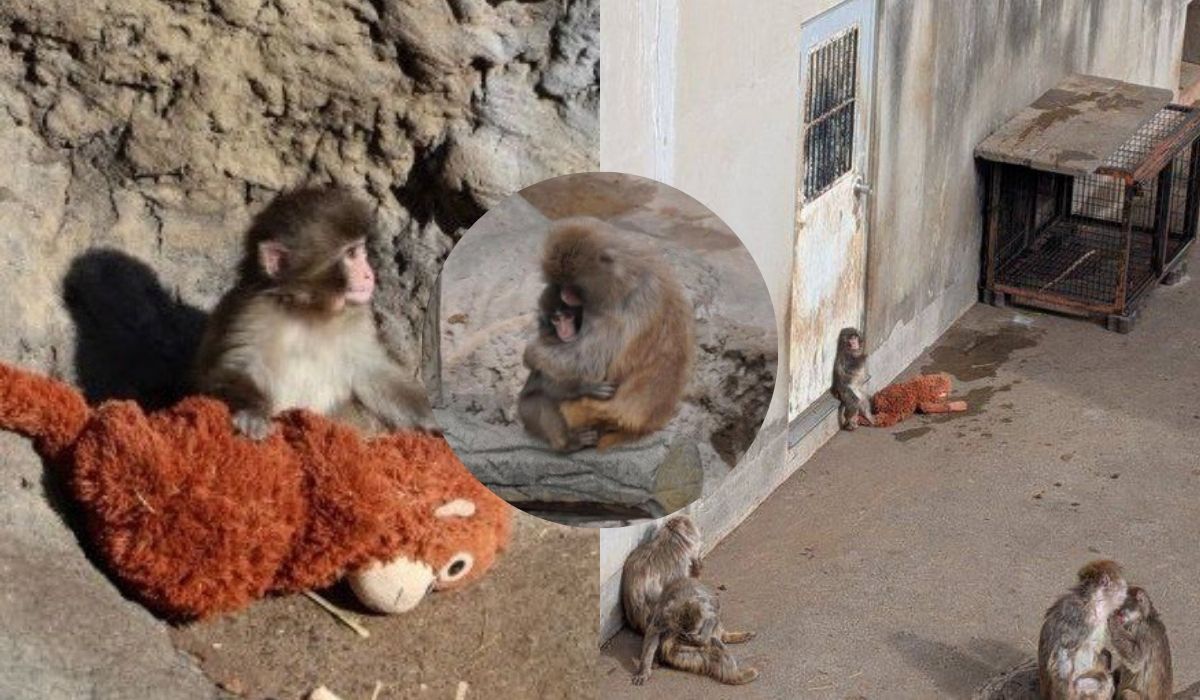 Japonia: porzucony przez matkę makak, który zasłynął z przyjaźni ze swoim pluszakiem, pozytywnie zaadaptował się w zoo