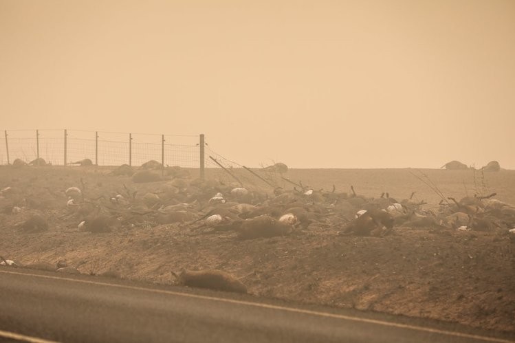 Australia: wzdłuż drogi leżą setki ciał zwierząt, które nie zdążyły uciec przed ogniem